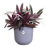 jazz rond 14cm lavendel lila
